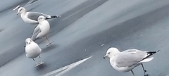 Larus delawarensis