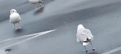 Larus delawarensis