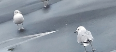 Larus delawarensis
