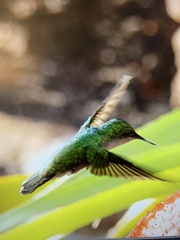 Orthorhyncus cristatus