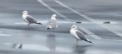 Larus delawarensis
