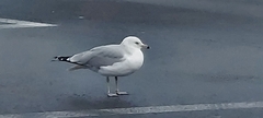 Larus delawarensis