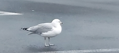 Larus delawarensis
