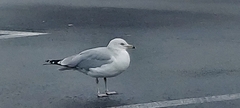 Larus delawarensis