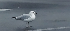 Larus delawarensis