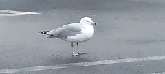 Larus delawarensis