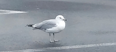 Larus delawarensis