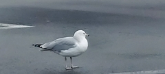 Larus delawarensis