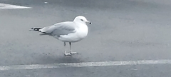 Larus delawarensis