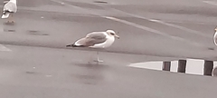 Larus delawarensis