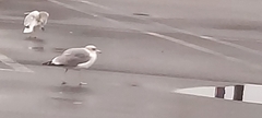 Larus delawarensis