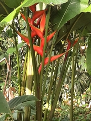 Heliconia