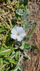 Convolvulus hermanniae