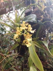 Trichocentrum bicallosum