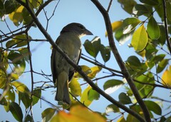 Piranga roseogularis