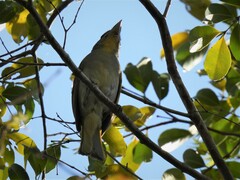 Piranga roseogularis