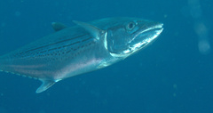 Scomberomorus regalis