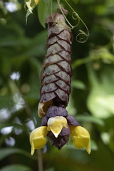 Gmelina philippensis