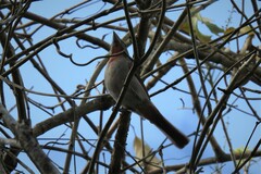 Piranga roseogularis