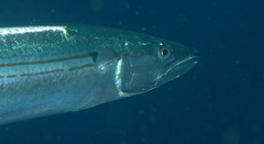 Scomberomorus regalis