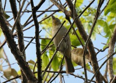 Piranga roseogularis