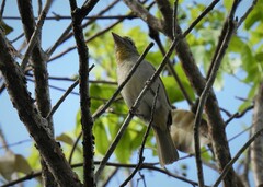 Piranga roseogularis