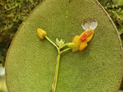 Lepanthes pecunialis