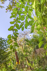 Gmelina philippensis
