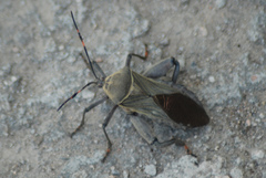 Pachylis nervosus