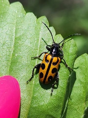Atalasis sagroides