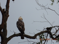 Nisaetus cirrhatus limnaeetus