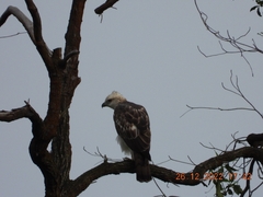 Nisaetus cirrhatus limnaeetus