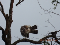 Nisaetus cirrhatus limnaeetus