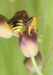 Nomada