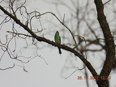 Merops viridis