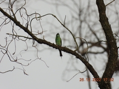 Merops viridis