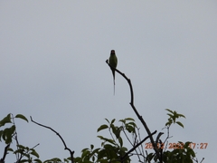 Psittacula longicauda