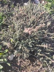 Camphorosma monspeliaca