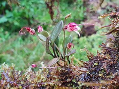 Masdevallia nidifica