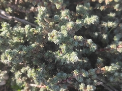 Camphorosma monspeliaca