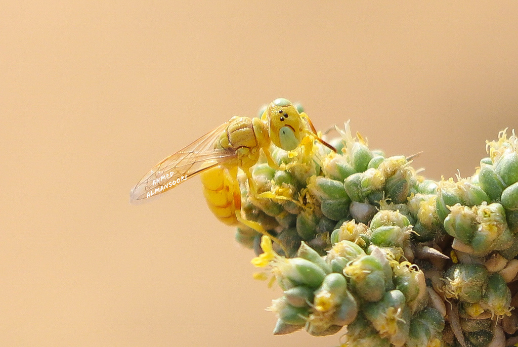 Philanthus pallidus