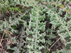 Sonchus asper glaucescens