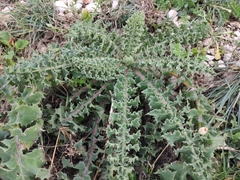 Sonchus asper glaucescens