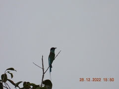 Merops viridis