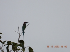 Merops viridis