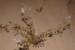 Solanum xanti