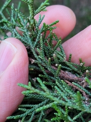 Juniperus phoenicea