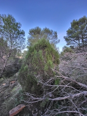 Juniperus phoenicea