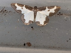 Lomaspilis marginata