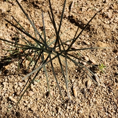 Forchhammeria watsonii